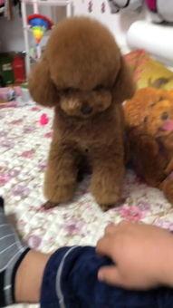 国产原创自拍,展现中国风情的独特魅力  第2张